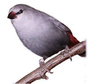 Picture of a cock Lavender waxbill