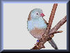 Link to Blue-Capped-Waxbill.com